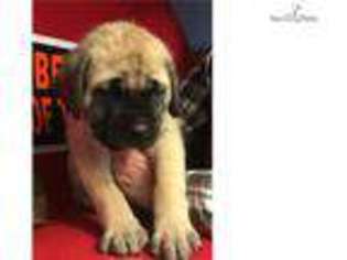 Mastiff Puppy for sale in Fayetteville, AR, USA