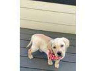 Labrador Retriever Puppy for sale in Vernon Hills, IL, USA