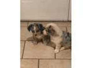 Pembroke Welsh Corgi Puppy for sale in Howe, OK, USA