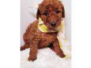 Goldendoodle Puppy for sale in Joplin, MO, USA