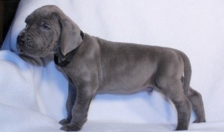 Great Dane Puppy for sale in Pacoima, CA, USA