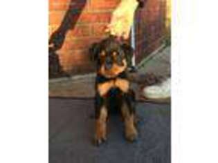 Rottweiler Puppy for sale in Killeen, TX, USA
