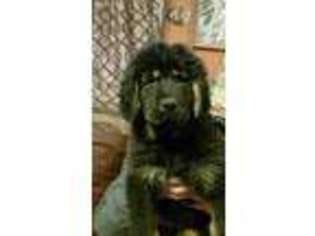 Tibetan Mastiff Puppy for sale in Harcourt, IA, USA