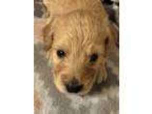 Goldendoodle Puppy for sale in Russellville, AR, USA