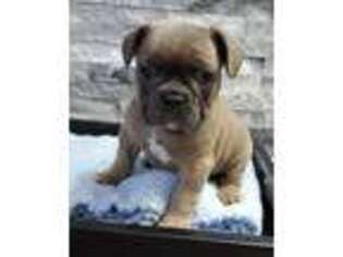 French Bulldog Puppy for sale in Johnston, IA, USA