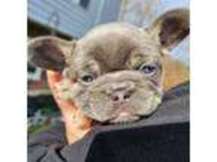 French Bulldog Puppy for sale in Covington, KY, USA