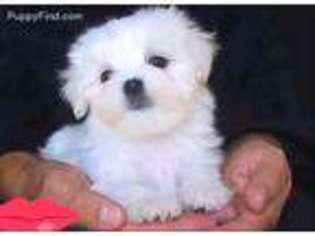 Maltese Puppy for sale in North Hollywood, CA, USA