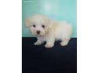 Maltese Puppy for sale in Fayetteville, AR, USA