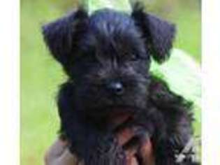 Mutt Puppy for sale in COLUMBIA, MS, USA
