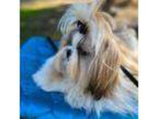 Mutt Puppy for sale in Paso Robles, CA, USA