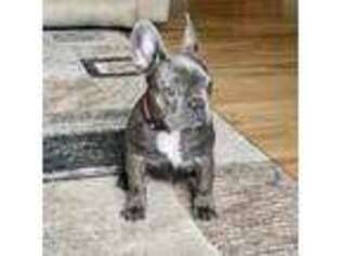 French Bulldog Puppy for sale in Georgetown, DE, USA