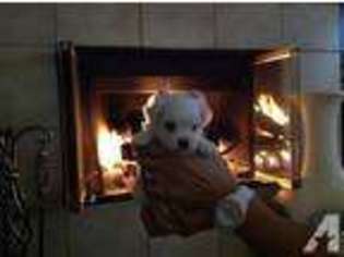 Maltese Puppy for sale in ALTA LOMA, CA, USA
