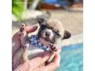 Medium Photo #1 French Bulldog Puppy For Sale in Pompano Beach, FL, USA