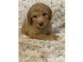 Labradoodle Puppy for sale in Lebanon, TN, USA