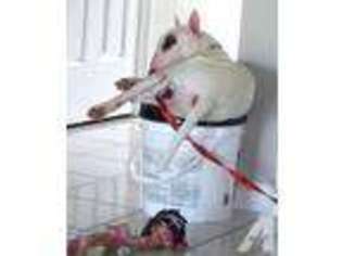 Bull Terrier Puppy for sale in LEBANON, OH, USA