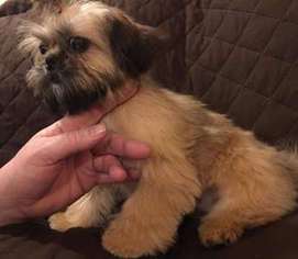 Mutt Puppy for sale in Saint Helens, OR, USA