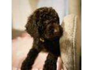 Goldendoodle Puppy for sale in Woodinville, WA, USA
