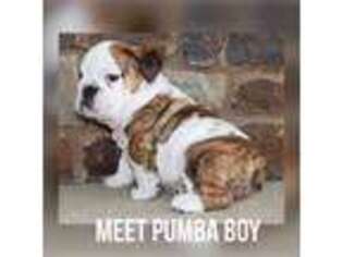 Bulldog Puppy for sale in Rancho Cucamonga, CA, USA