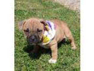 American Staffordshire Terrier Puppy for sale in Newport, TN, USA