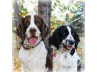 English Springer Spaniel Puppy for sale in GREAT FALLS, MT, USA