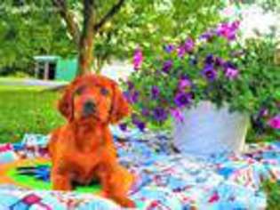 Irish Setter Puppy for sale in Tower City, PA, USA