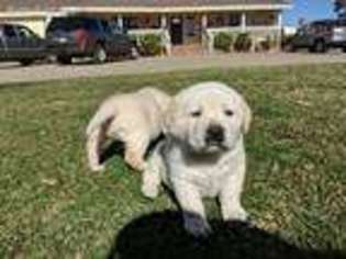 Labrador Retriever Puppy for sale in Menifee, CA, USA