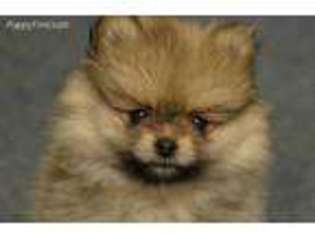 Pomeranian Puppy for sale in Cincinnati, OH, USA