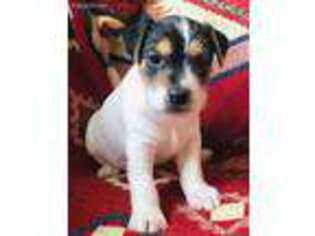 Mutt Puppy for sale in Scappoose, OR, USA