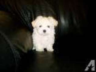 Maltese Puppy for sale in FREMONT, CA, USA