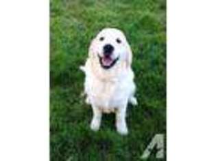 Golden Retriever Puppy for sale in ORTING, WA, USA