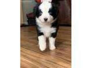 Miniature Australian Shepherd Puppy for sale in Greensboro, NC, USA