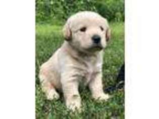 Labradoodle Puppy for sale in Waverly, IA, USA