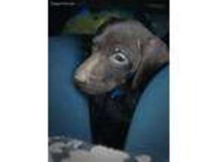 German Shorthaired Pointer Puppy for sale in Lexington, NC, USA