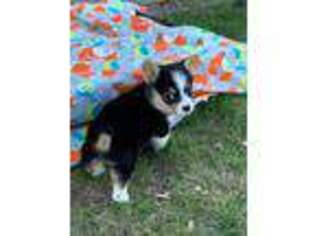 Pembroke Welsh Corgi Puppy for sale in Tiskilwa, IL, USA