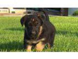 German Shepherd Dog Puppy for sale in Atwood, KS, USA