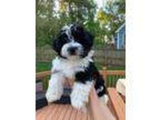 Havanese Puppy for sale in Wake Forest, NC, USA