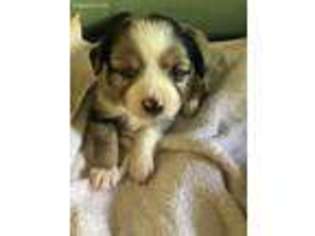 Miniature Australian Shepherd Puppy for sale in Stanwood, WA, USA