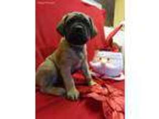 Mastiff Puppy for sale in Pagosa Springs, CO, USA