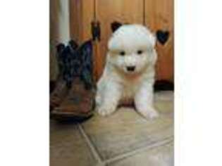 Samoyed Puppy for sale in Newburg, MO, USA