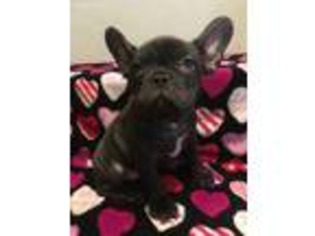 French Bulldog Puppy for sale in Lagro, IN, USA