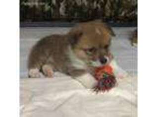 Pembroke Welsh Corgi Puppy for sale in Norman, OK, USA