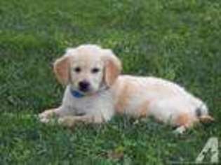 Golden Retriever Puppy for sale in ROLLA, MO, USA