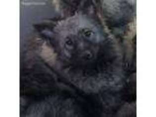 Keeshond Puppy for sale in Woodstock, CT, USA