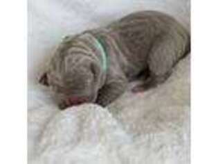 Neapolitan Mastiff Puppy for sale in Hiram, GA, USA