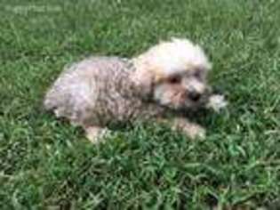 Schnoodle (Standard) Puppy for sale in New Philadelphia, OH, USA