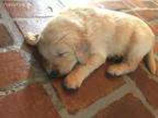 Golden Retriever Puppy for sale in Madison, GA, USA