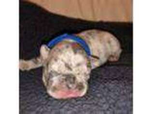French Bulldog Puppy for sale in Southport, NC, USA