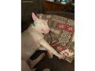 Bull Terrier Puppy for sale in Ravenswood, WV, USA