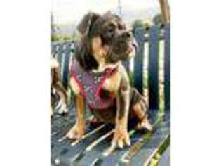 Olde English Bulldogge Puppy for sale in West Covina, CA, USA