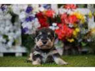 Mutt Puppy for sale in Lake Mills, IA, USA